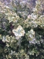 Preview: Weißbunter Spindelstrauch „Emerald Gaiety“ (Euonymus fortunei) im Container